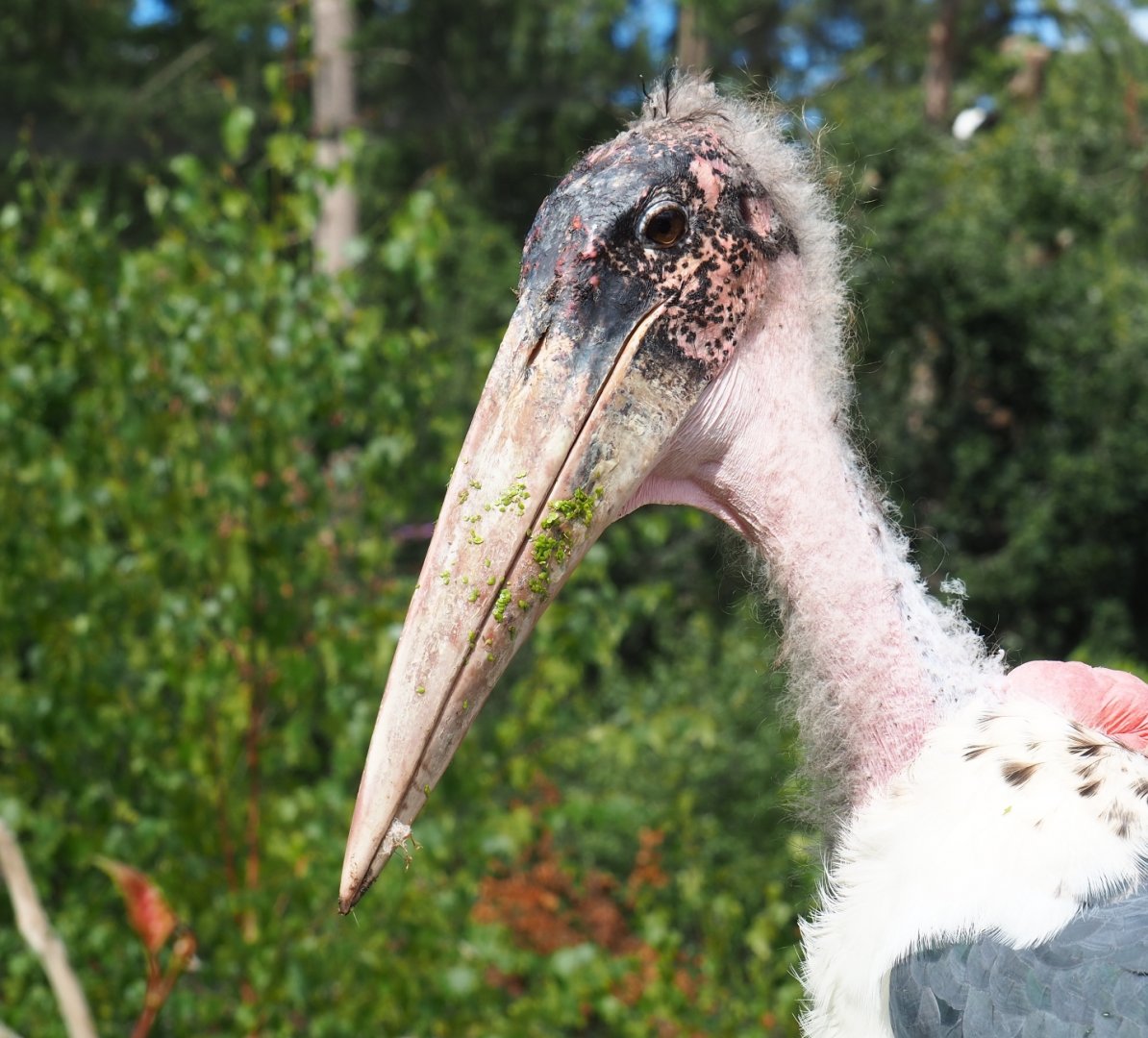 Marabou stork (Leptoptilos crumenifer)