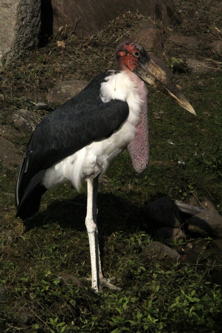 marabou stork (Leptoptilos crumenifer)