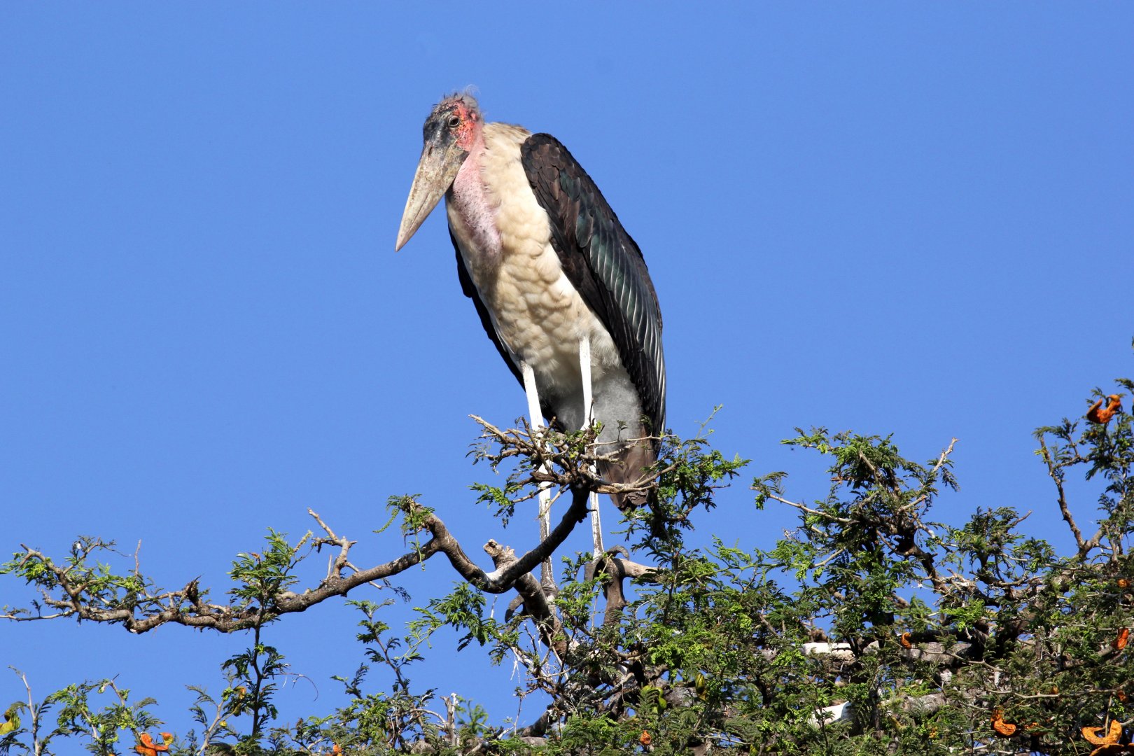 marabou stork (Leptoptilos crumenifer)