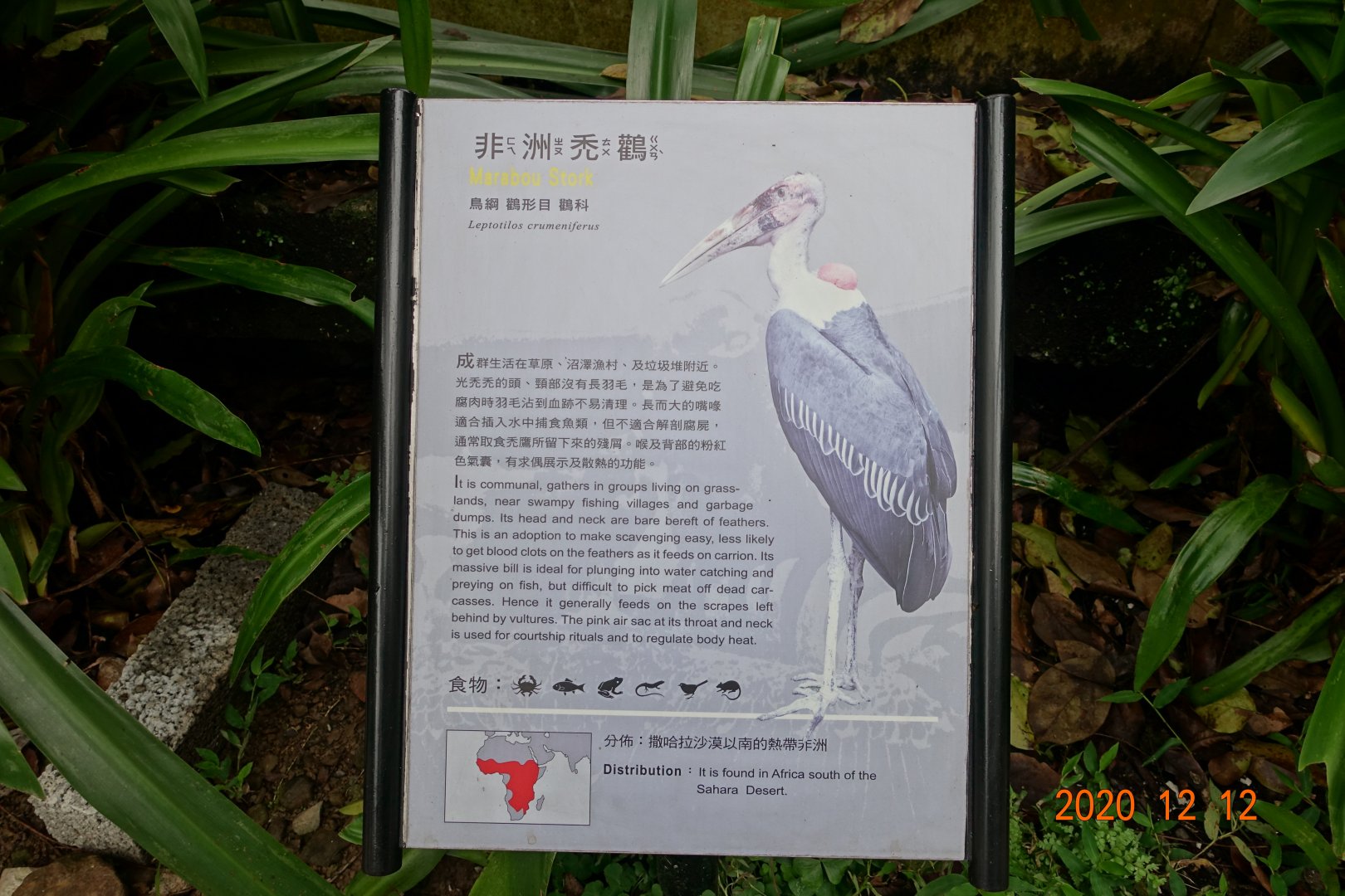 Marabou Stork (Leptoptilos crumenifer)