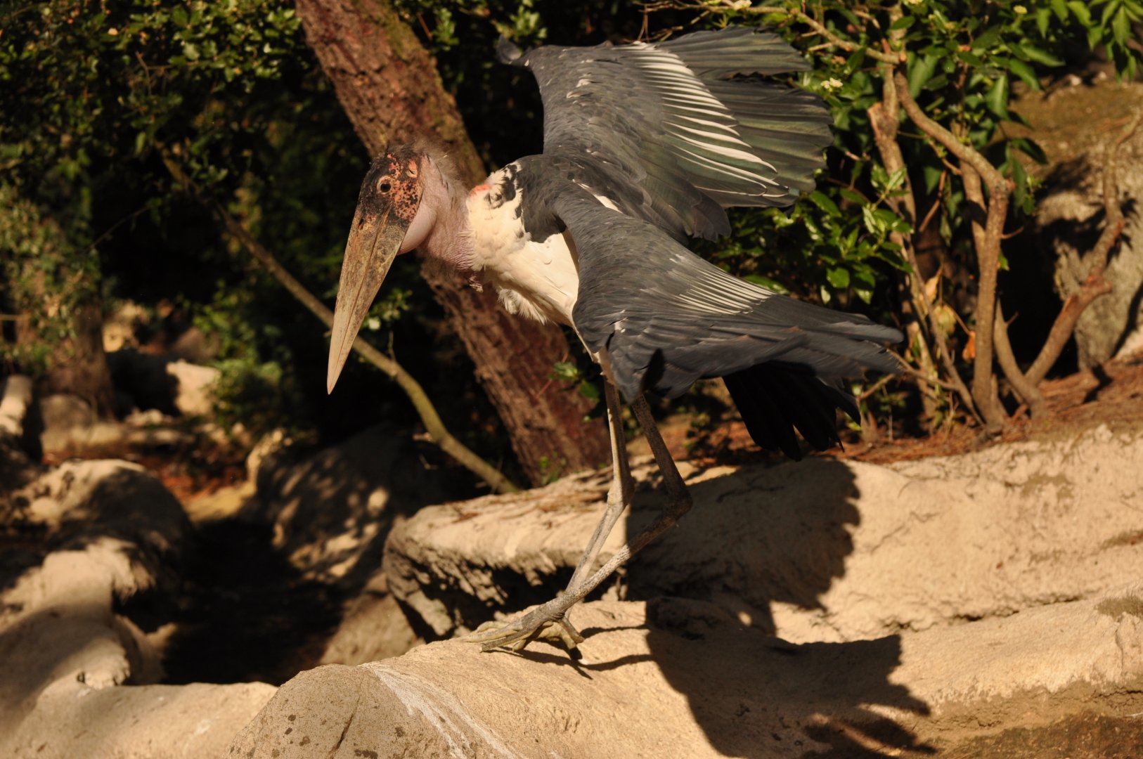 Marabou stork (Leptoptilos crumenifer)