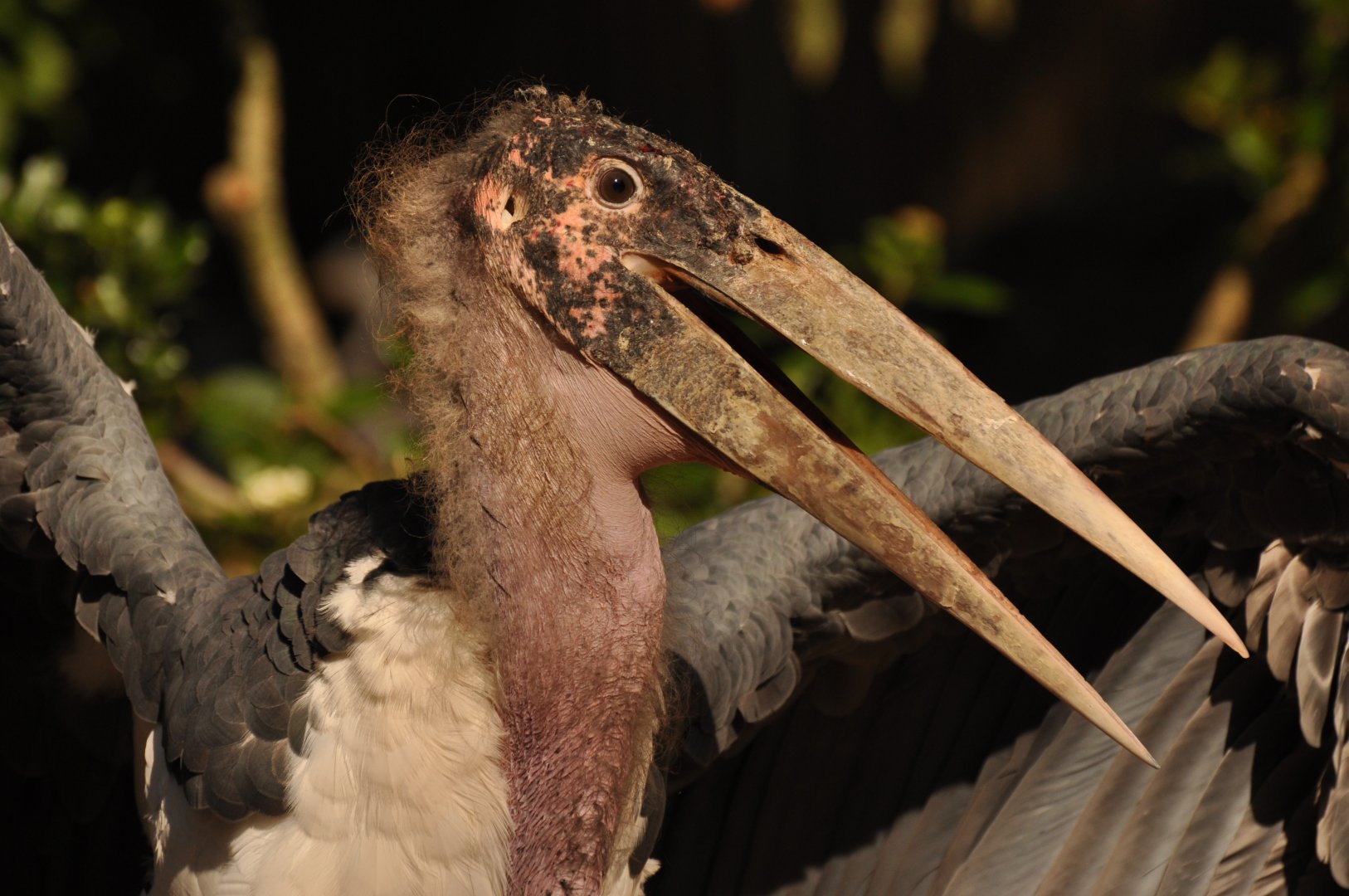 Marabou stork (Leptoptilos crumenifer)