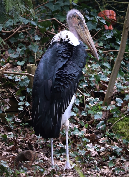 Marabou stork (Leptoptilos crumenifer)