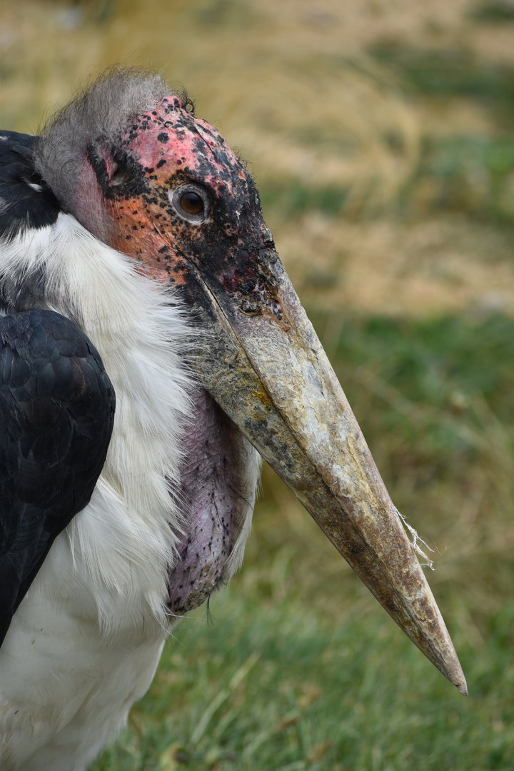 Marabou Stork - Leptoptilos crumenifer