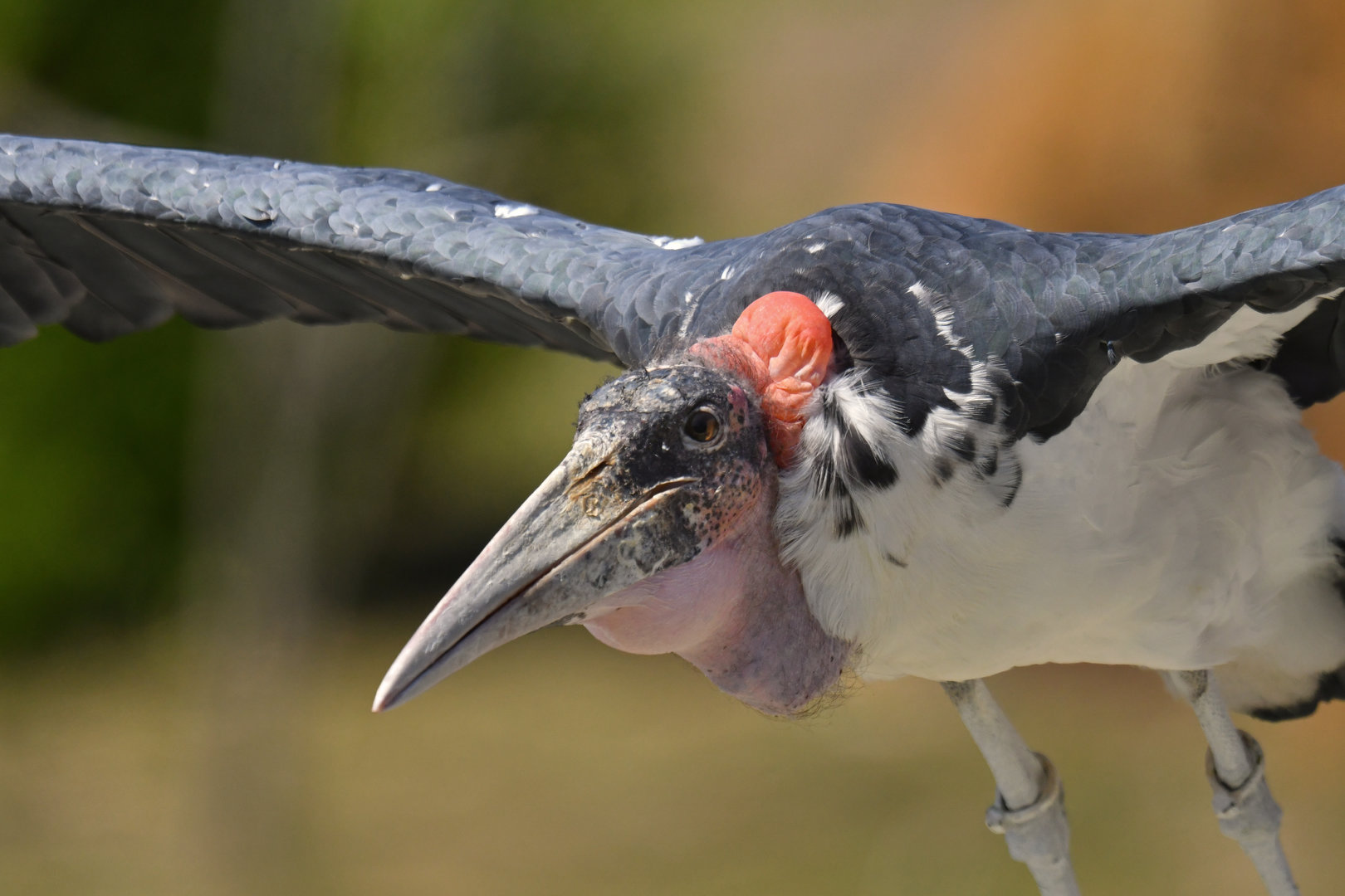 Marabou Stork Leptoptilos crumenifer
