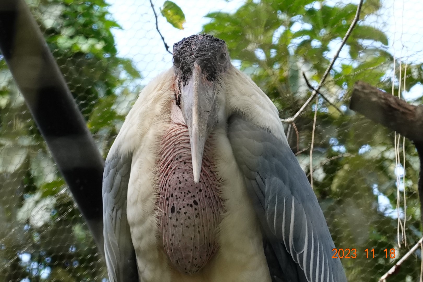 Marabou Stork (Leptoptilos crumenifer)