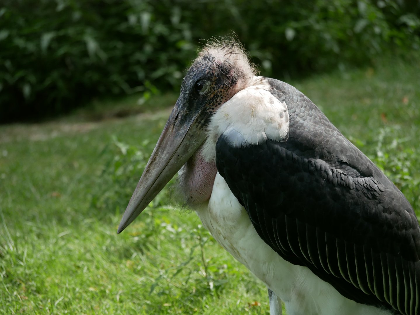 Marabou stork (Leptoptilos crumenifer)