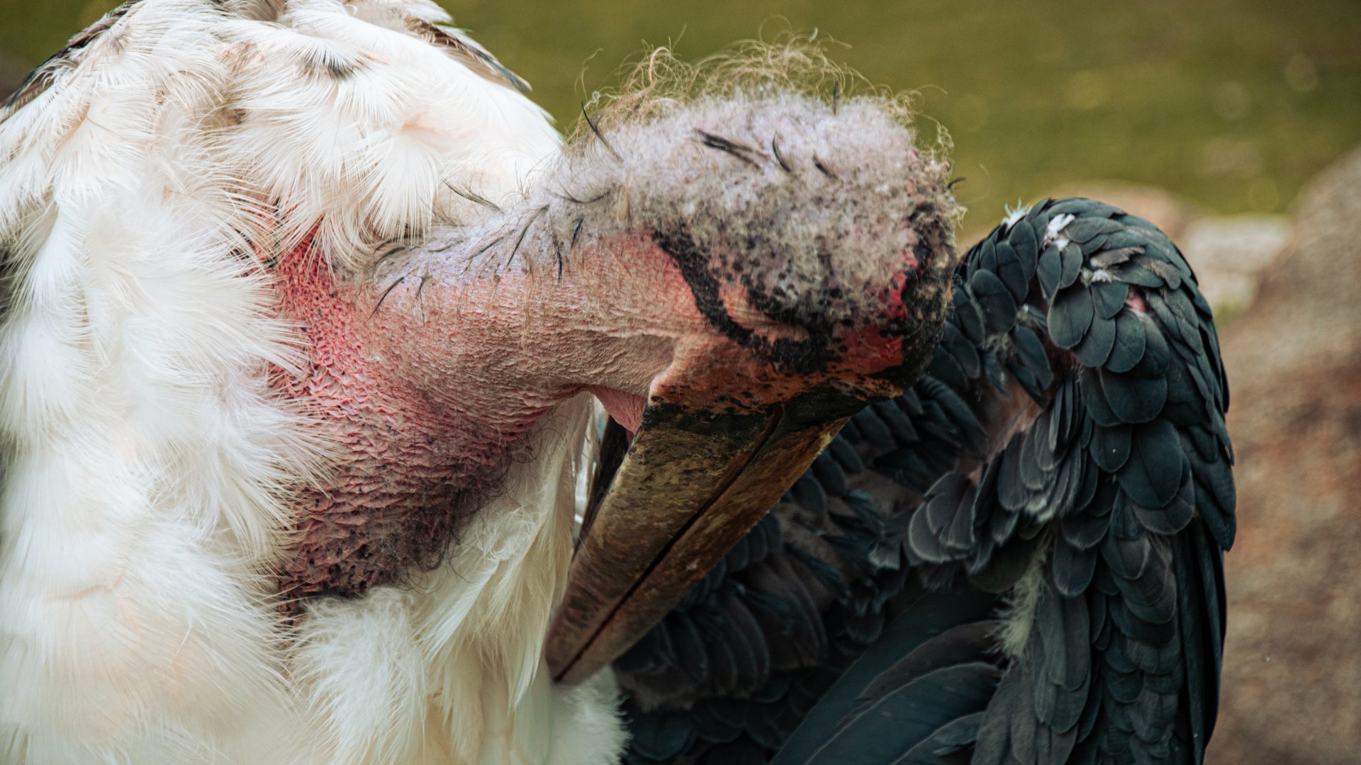 Marabou stork (Leptoptilos crumenifer)