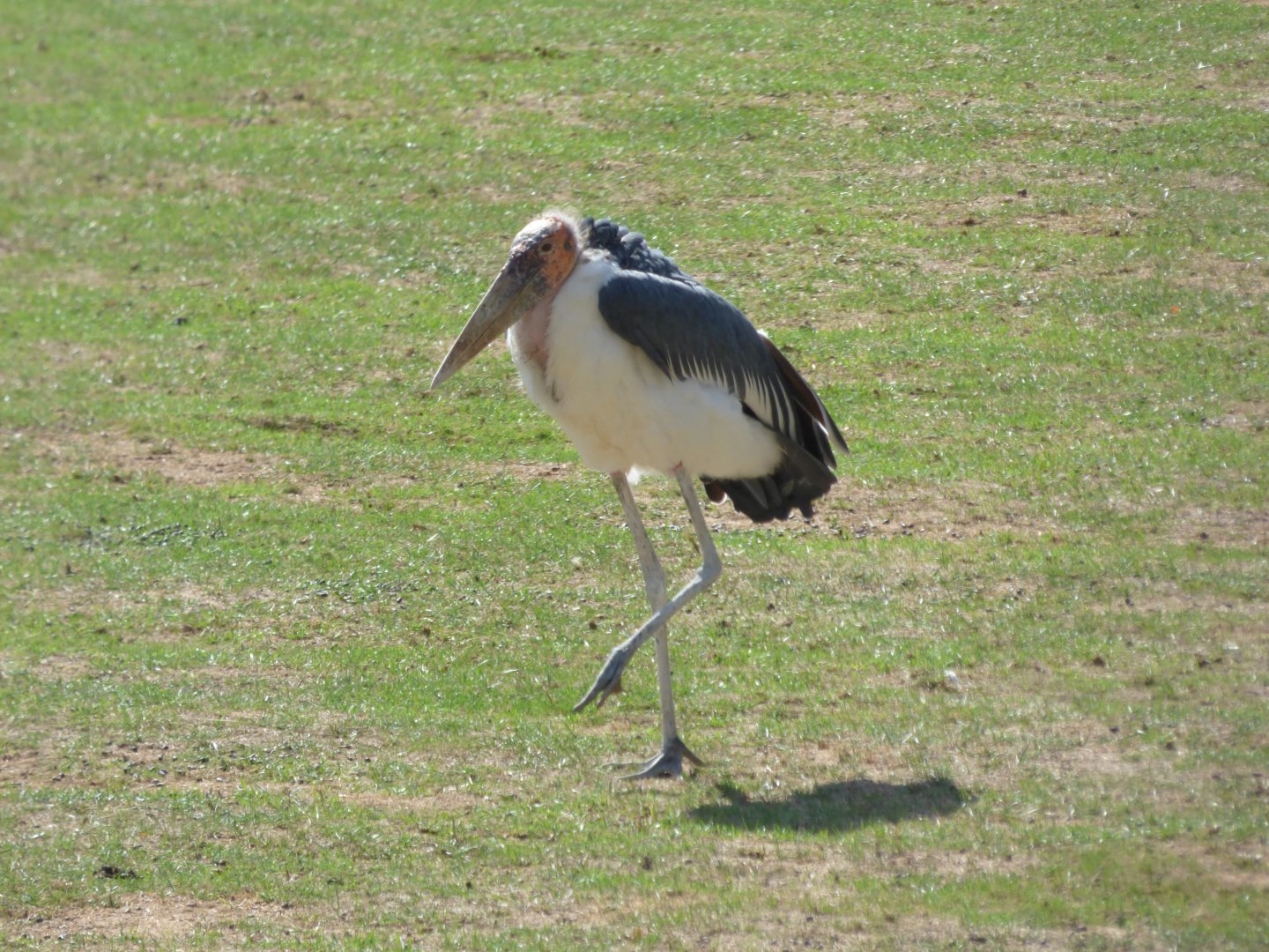 Marabou stork (Leptoptilos crumenifer)