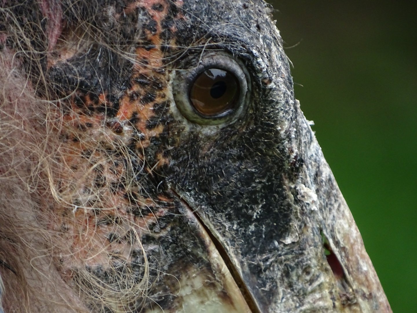 Marabou stork (Leptoptilos crumenifer)