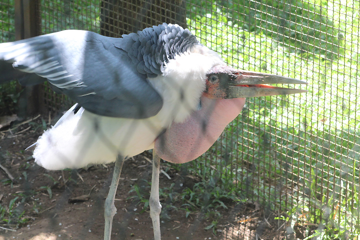 Marabou stork (Leptoptilos crumenifer)