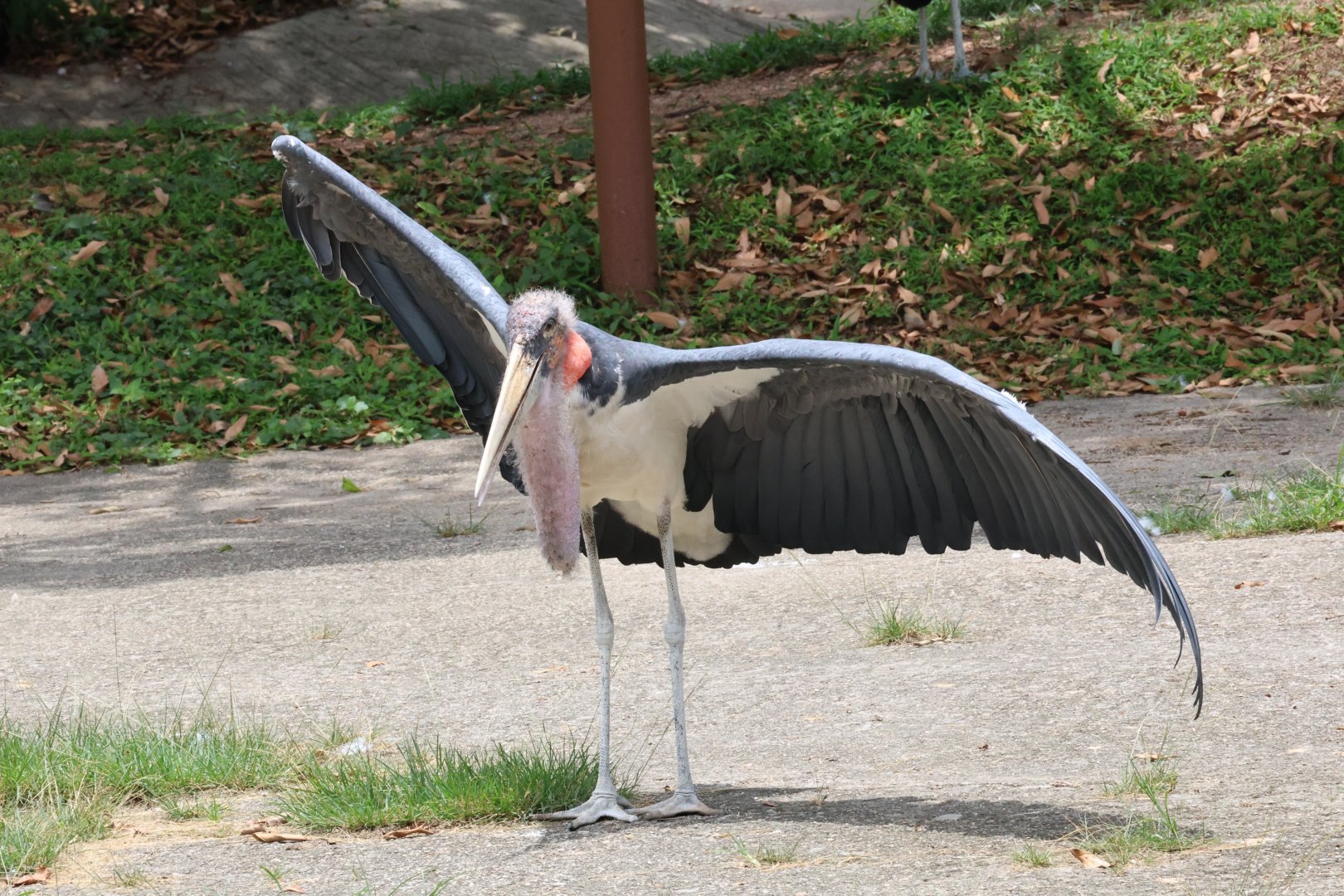 Marabou stork (Leptoptilos crumenifer)
