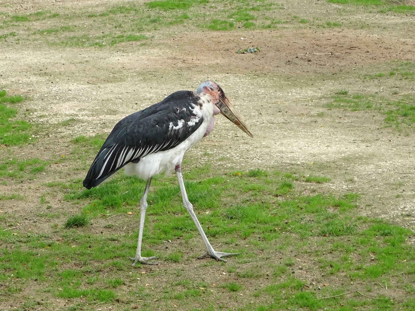 Marabou stork (Leptoptilos crumenifer)