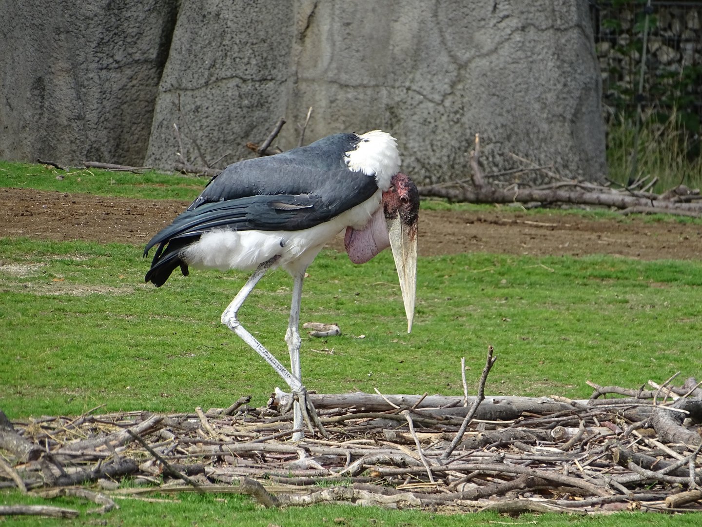 Marabou stork (Leptoptilos crumenifer)