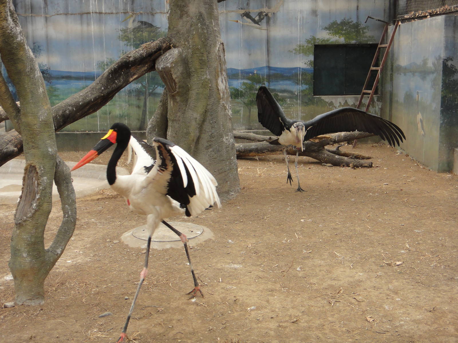 Marabou Stork (Leptoptilos crumeniferus) chasing Saddle-billed Stork (Ephip