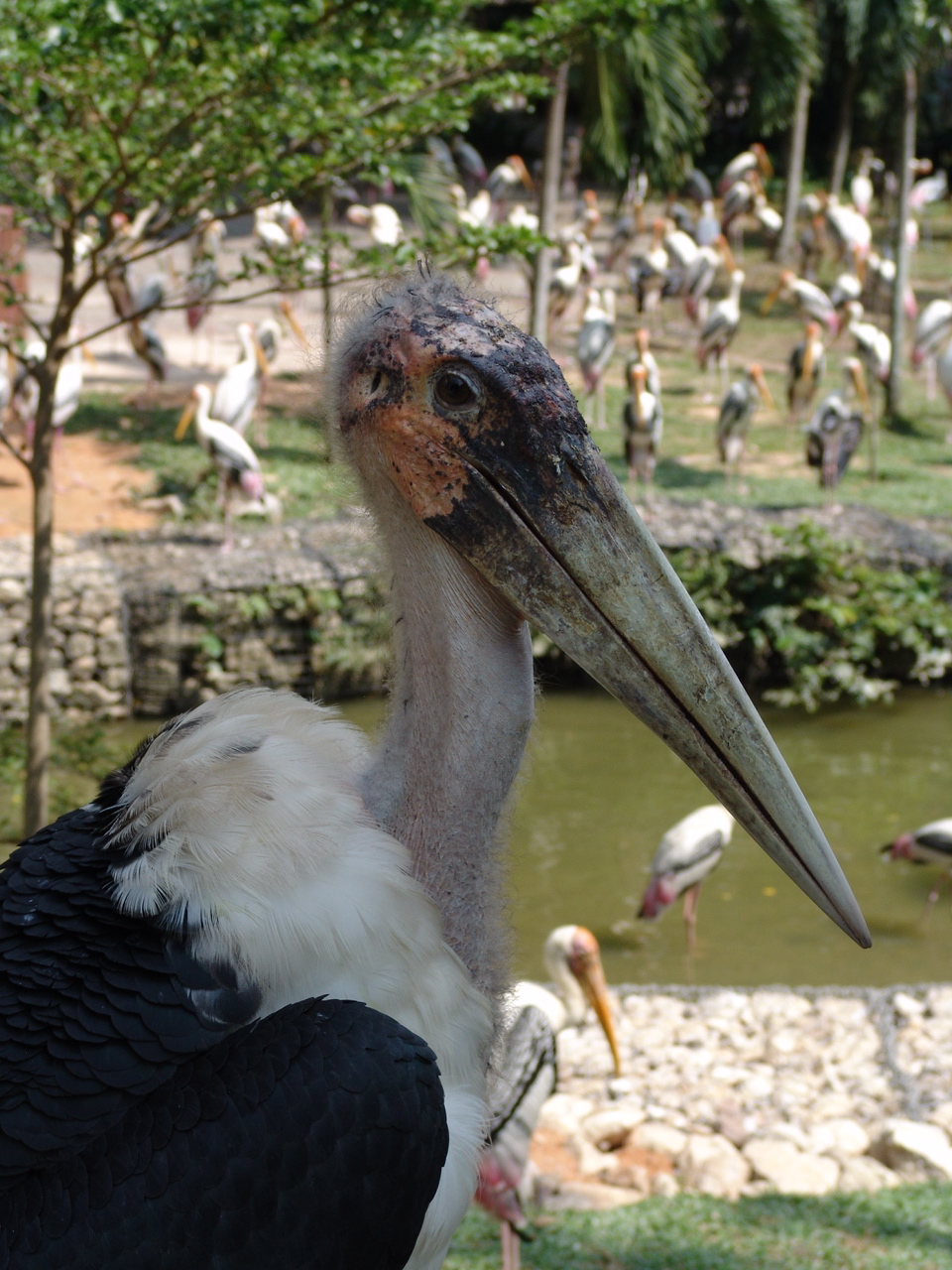 Marabou Stork (Leptoptilos crumeniferus)