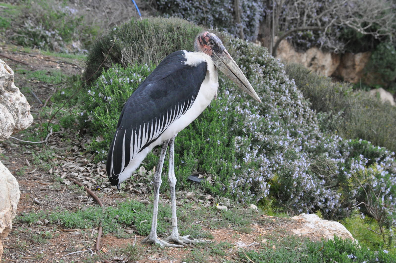 Marabou stork/ Leptoptilos crumeniferus