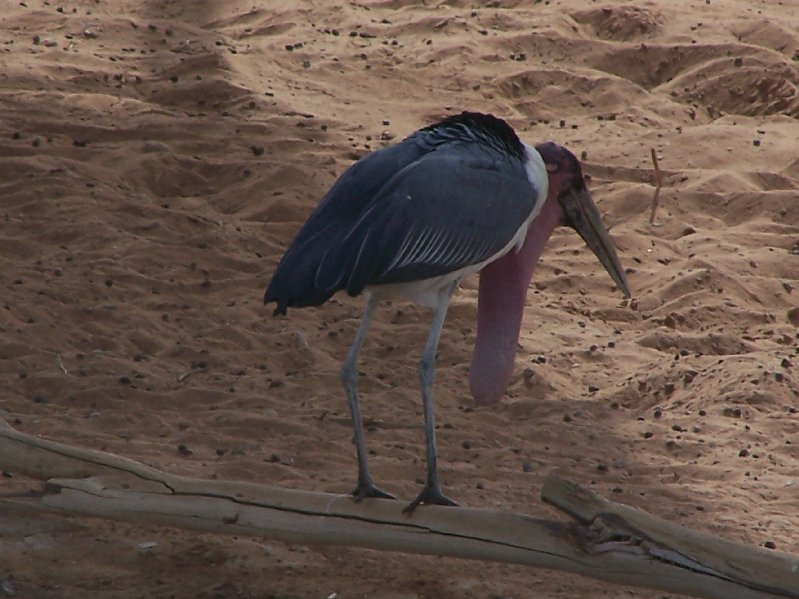 Marabou Stork (Leptoptilos crumeniferus)