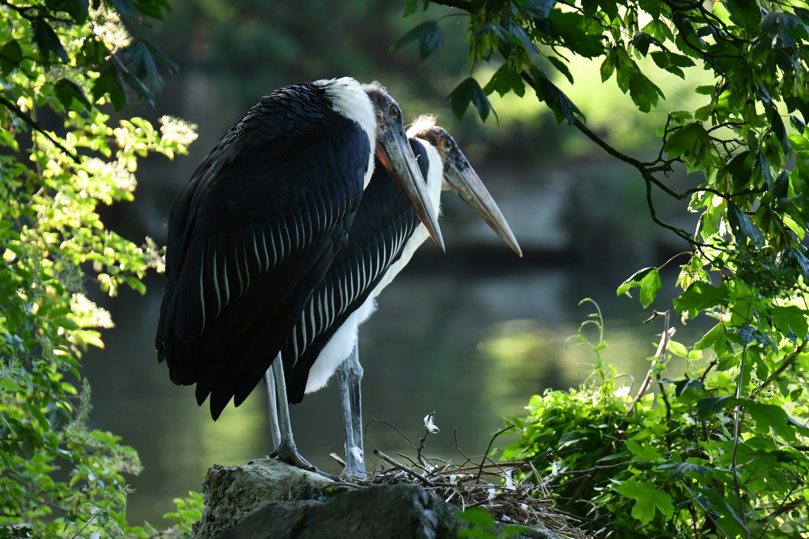 Marabou stork (Leptoptilos crumeniferus)