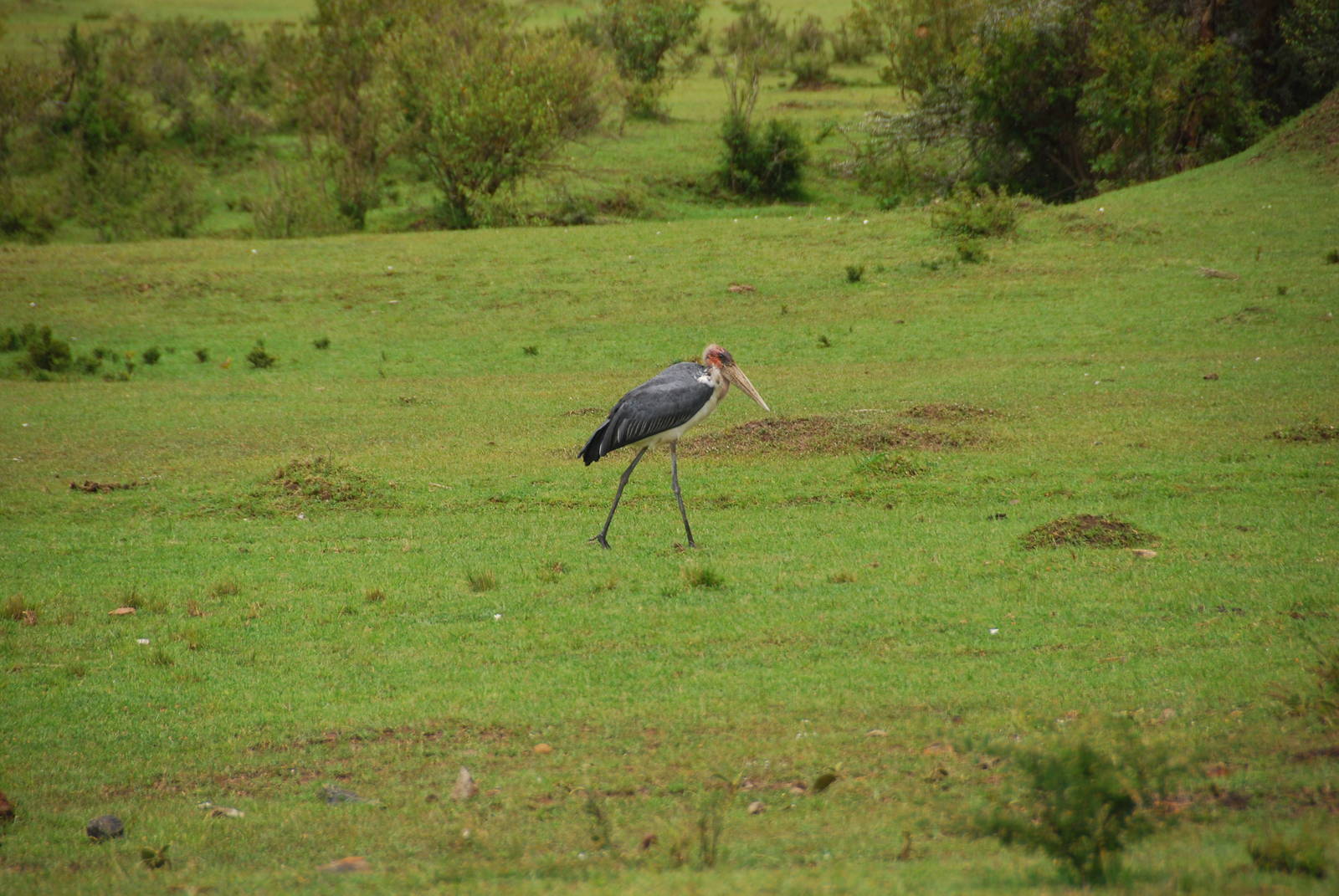 Marabou Stork - Masai Mara NR