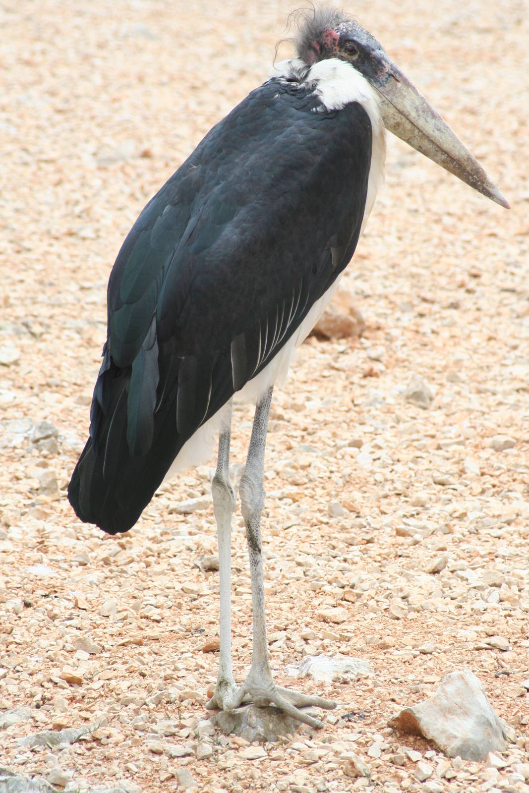 Marabou stork - Montpellier 07