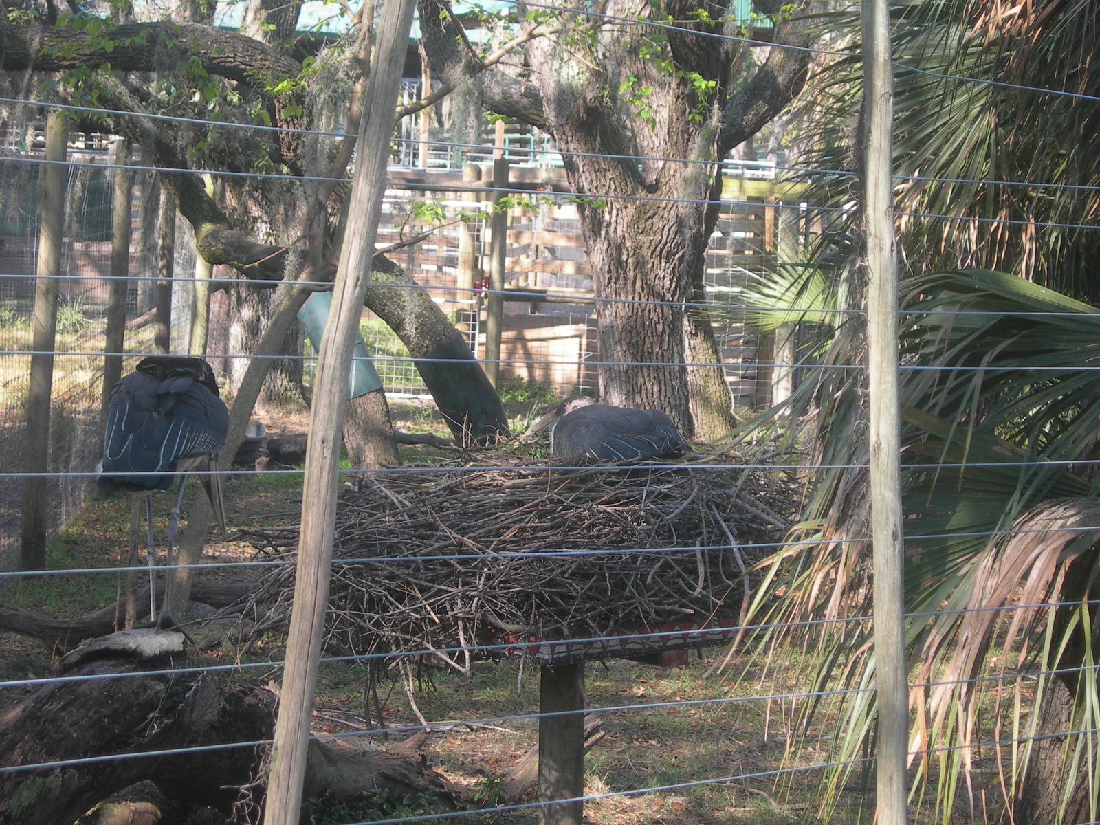 Marabou stork nest