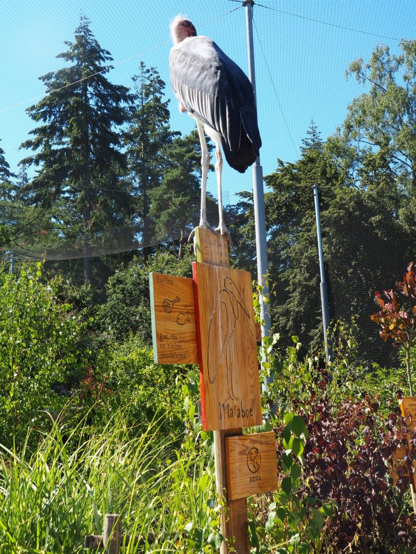 Marabou stork on its own very pooped-on sign