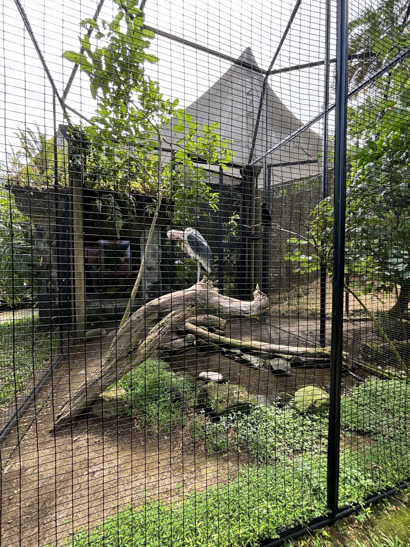 Marabou Stork + Oriental Darter Aviary