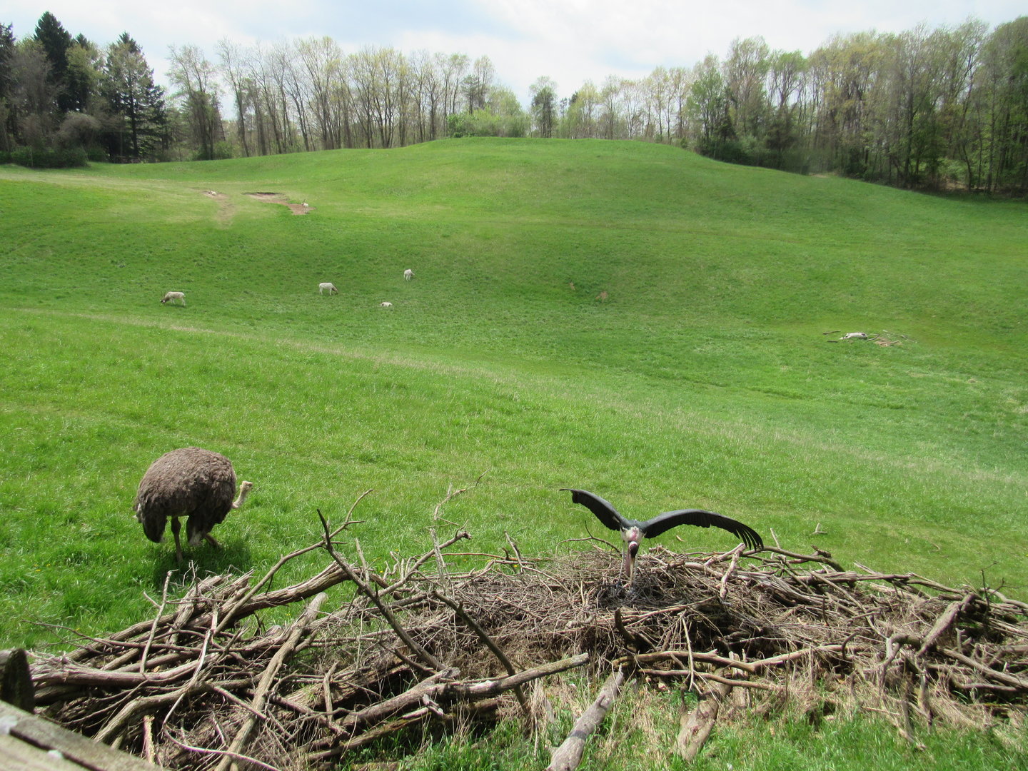 Marabou Stork, Ostrich, and Addax herd on the Savanna - 5/7/23