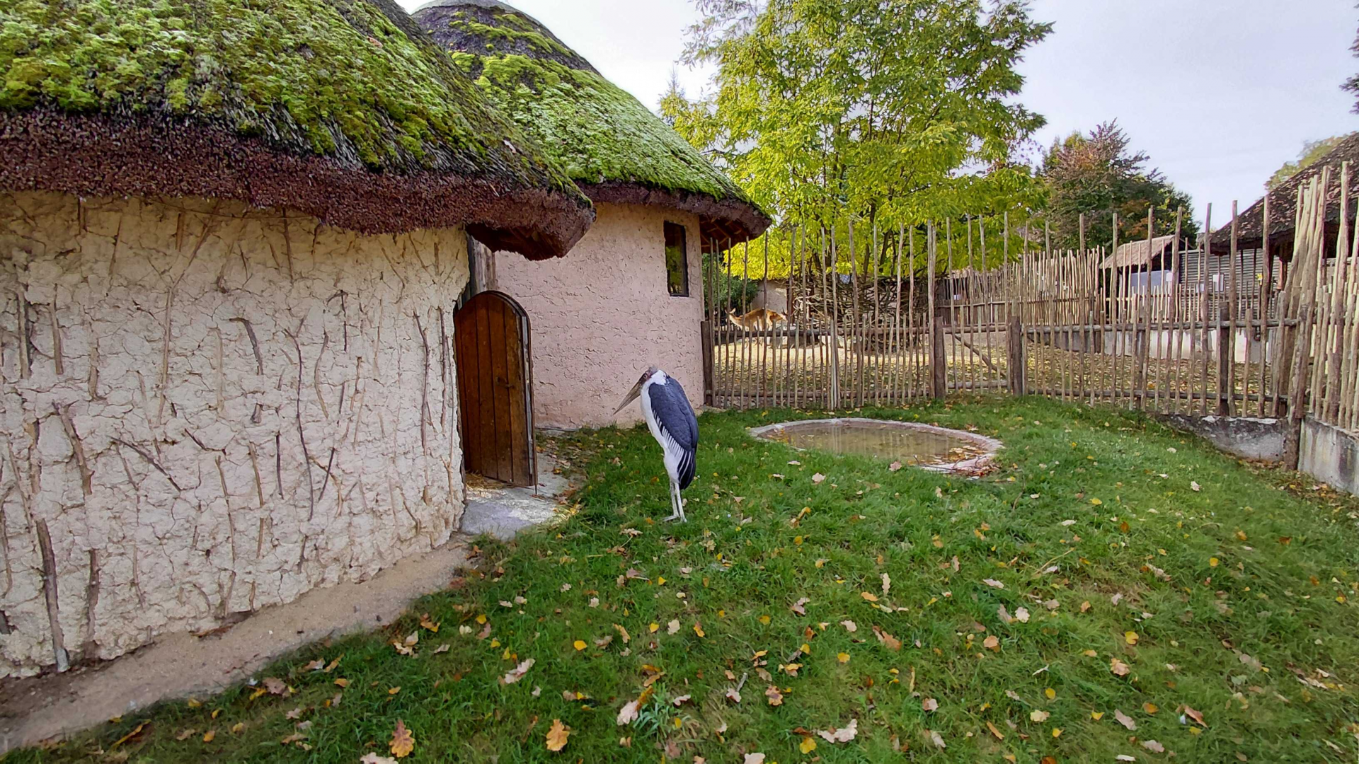 Marabou stork outdoor exhibit
