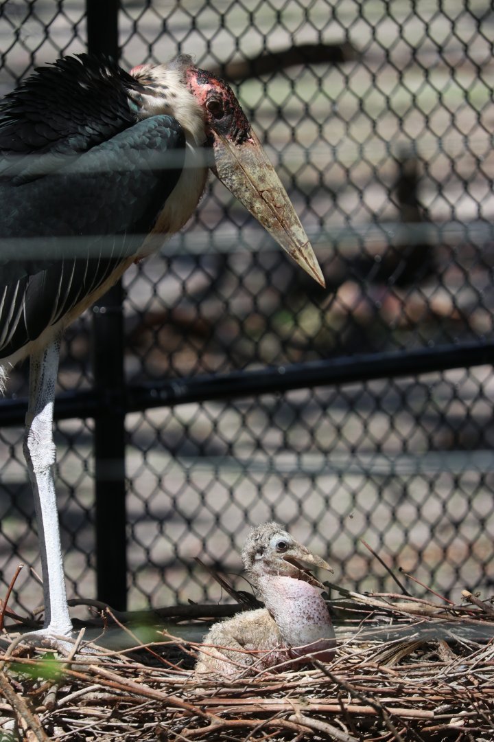 Marabou Stork Parent and Chick
