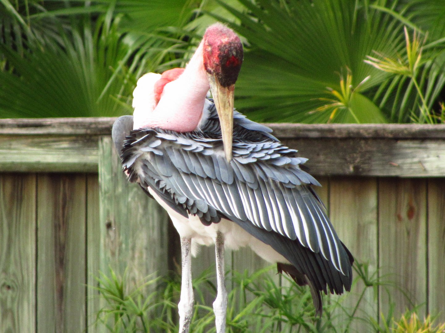 Marabou Stork Preening
