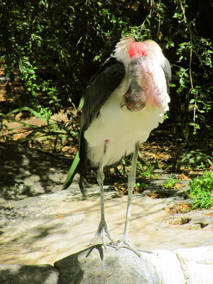 Marabou Stork Preening