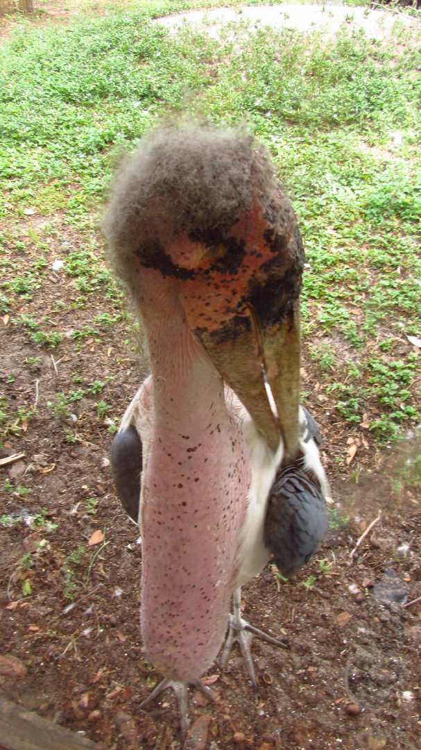 Marabou Stork Preening