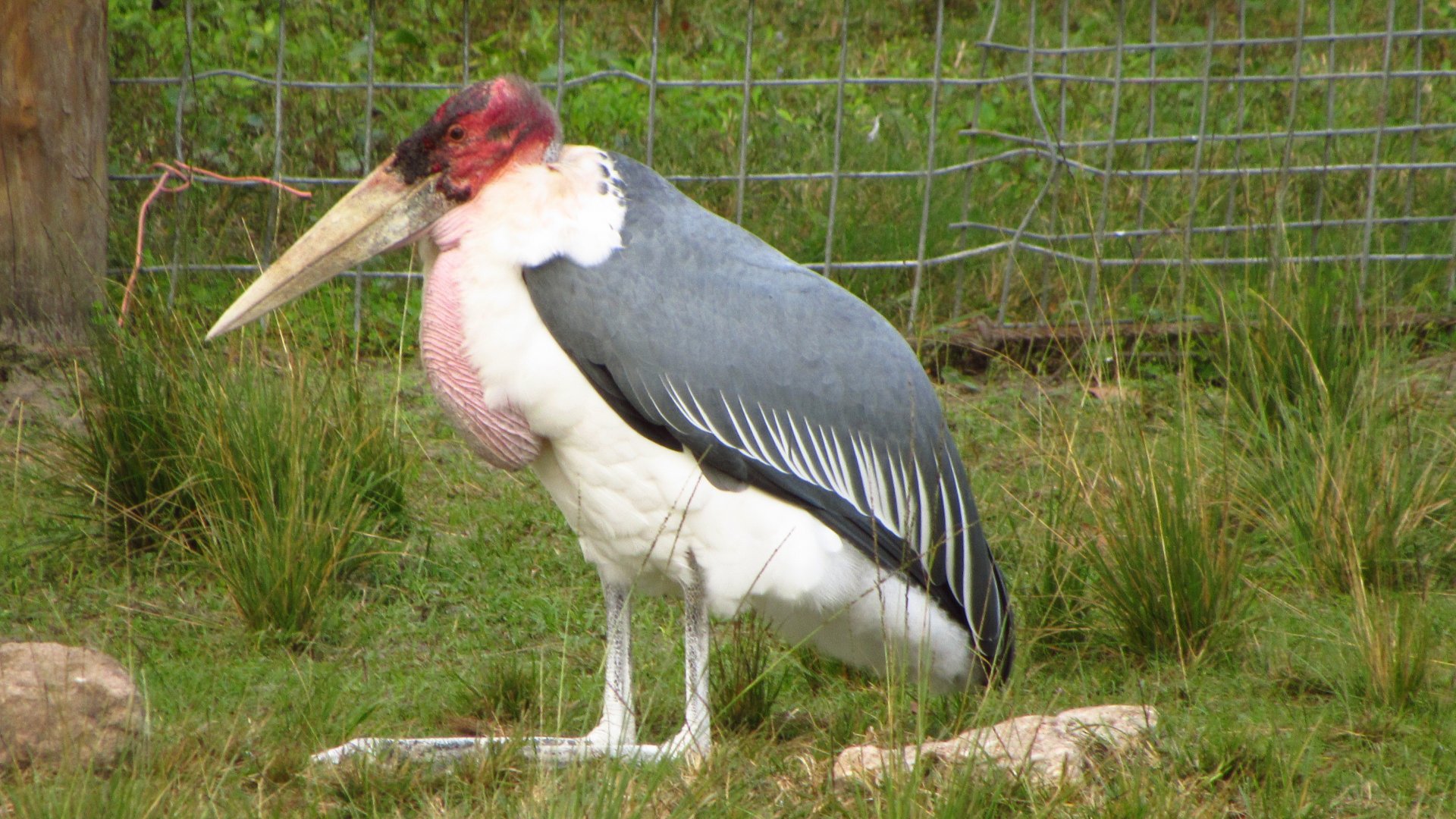 Marabou Stork Resting
