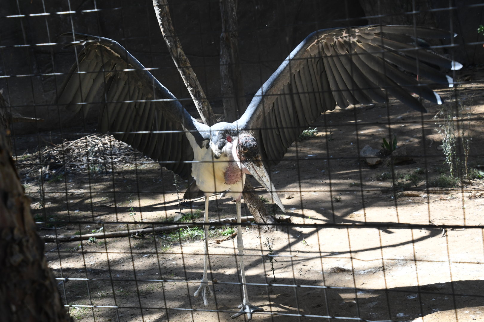 Marabou Stork (shares aviary with Eurasian Black Storks and Abdim's Storks)