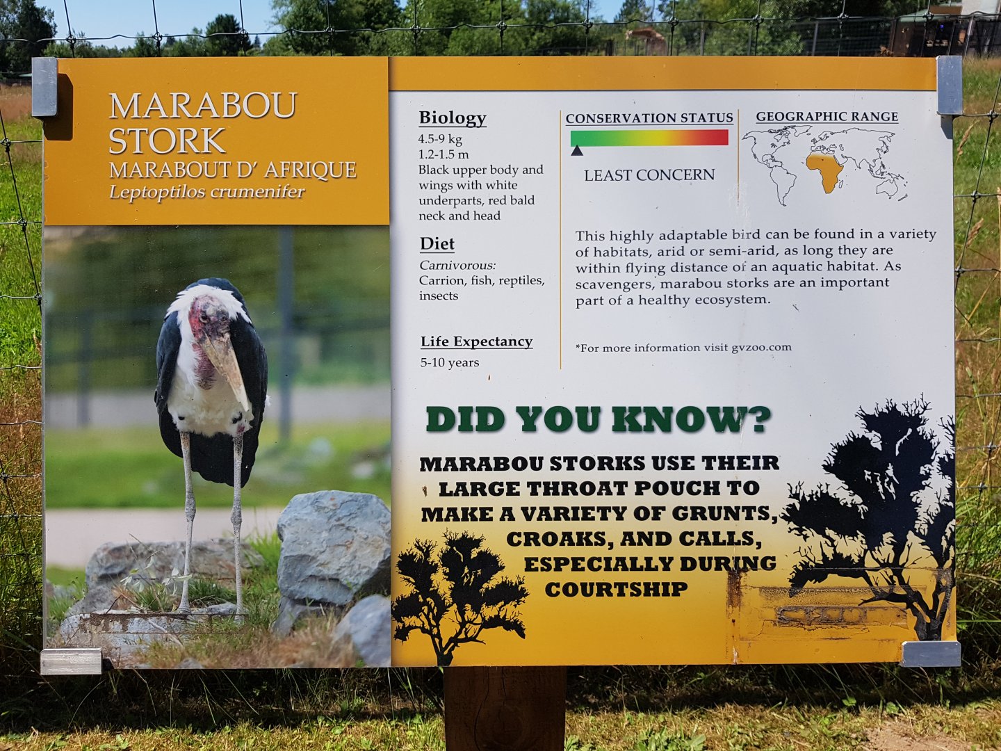 Marabou Stork Sign