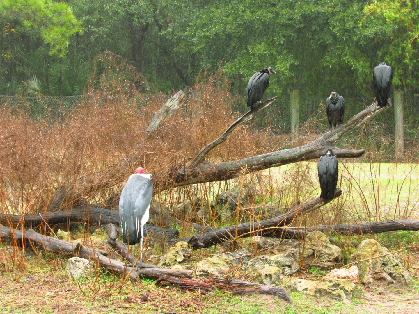 Marabou Stork Slim & Black Vultures