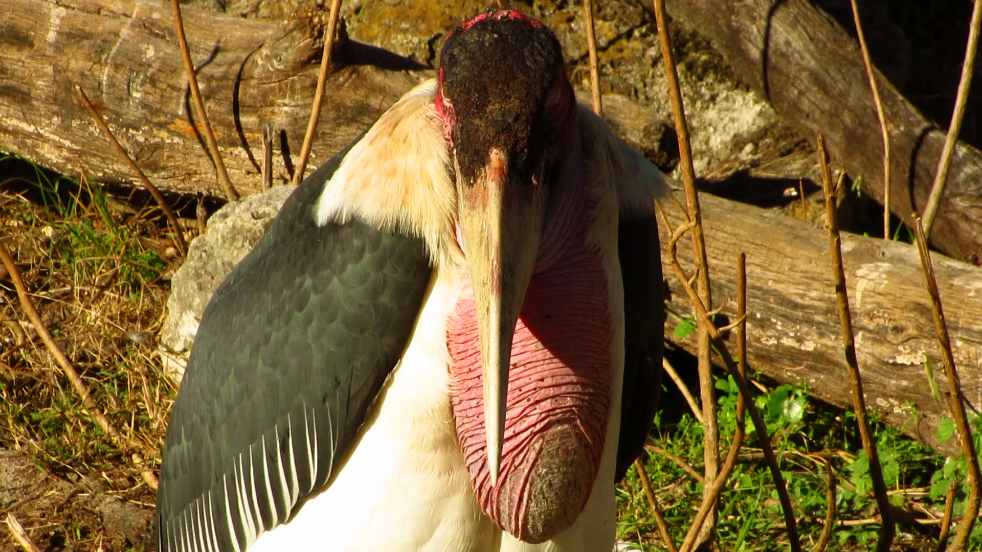 Marabou Stork Slim Portrait