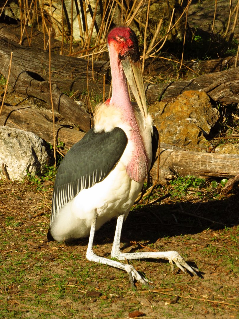 Marabou Stork Slim Preening