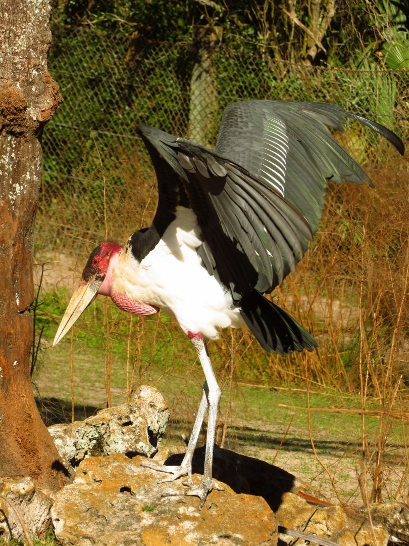 Marabou Stork Slim Wings Open