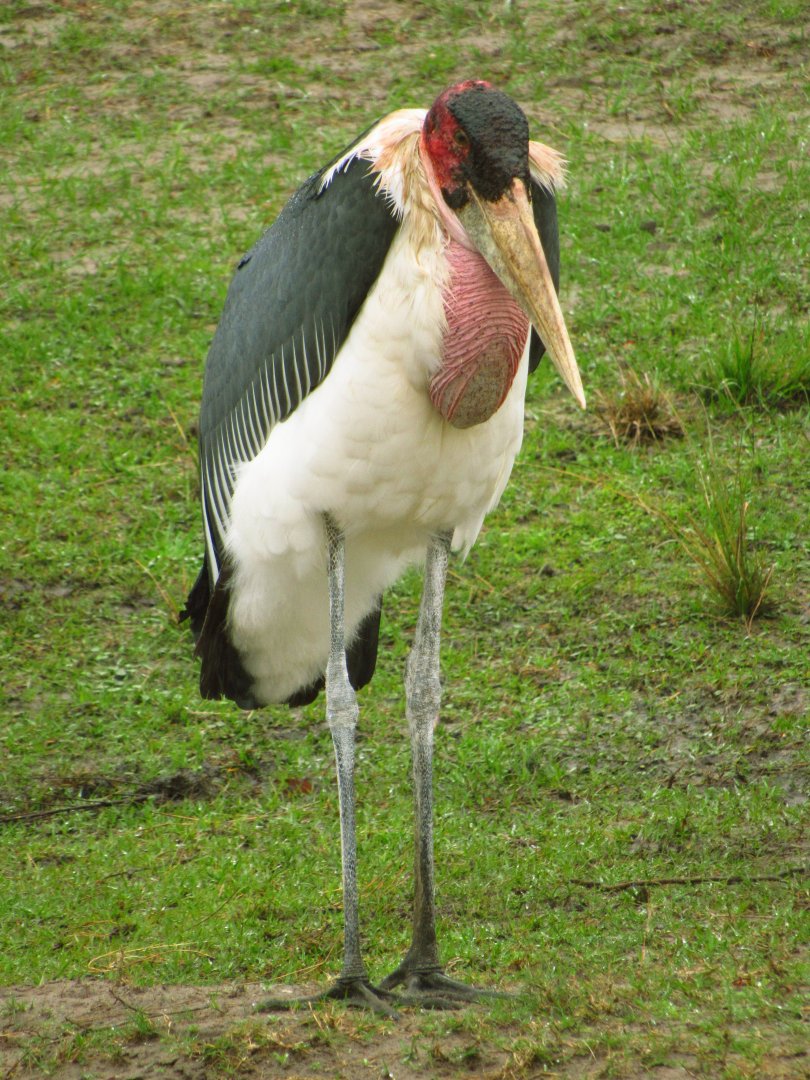 Marabou Stork Slim