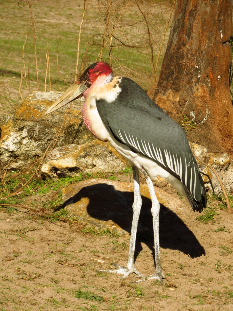 Marabou Stork Slim