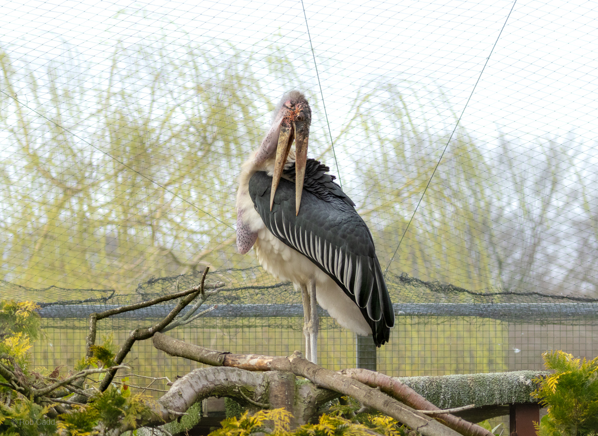 Marabou stork : Whipsnade : 22 Mar 2025