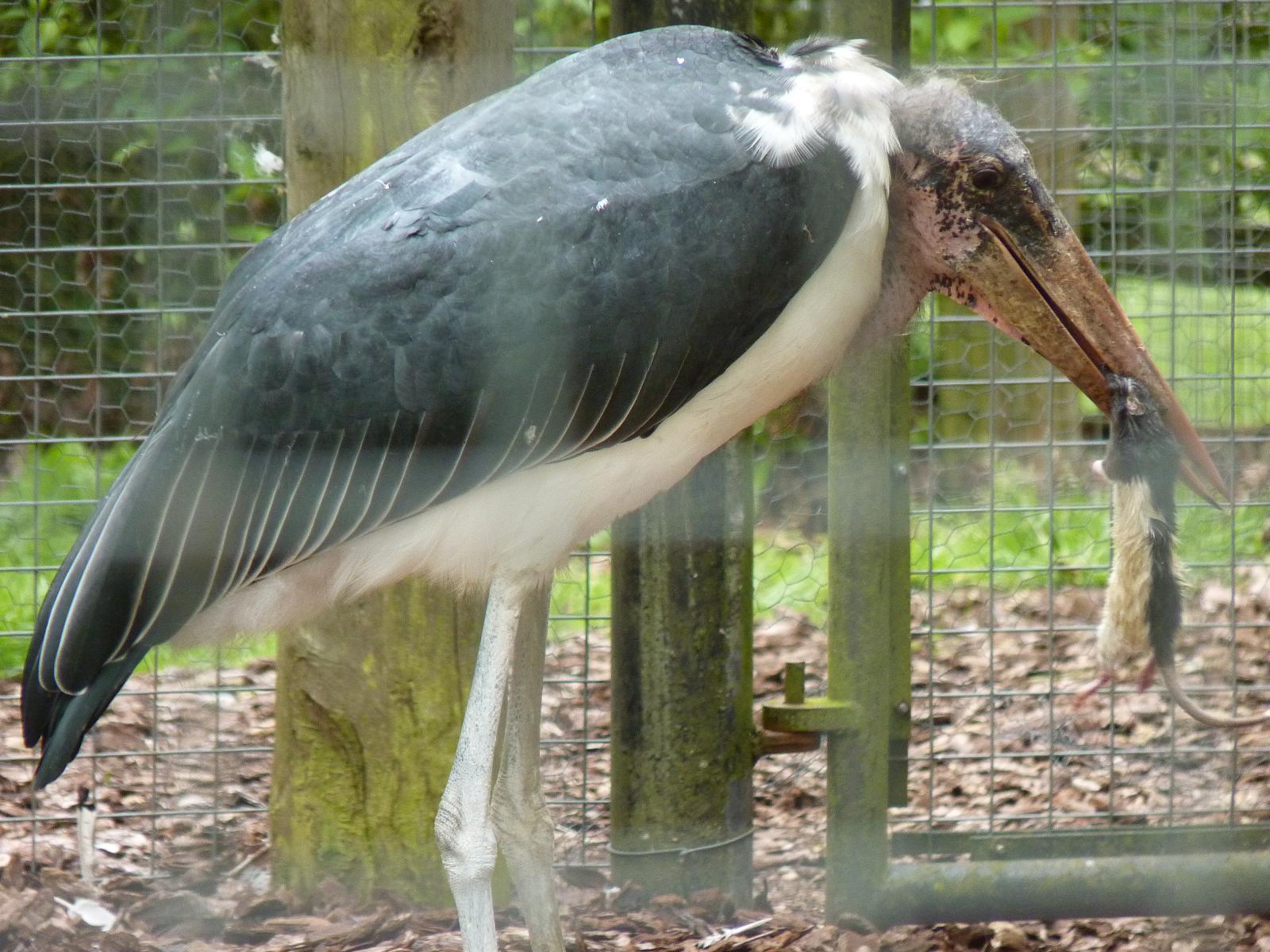 Marabou Stork with Lunch