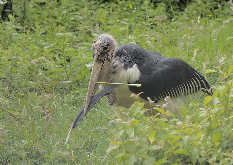 Marabou stork with nest material