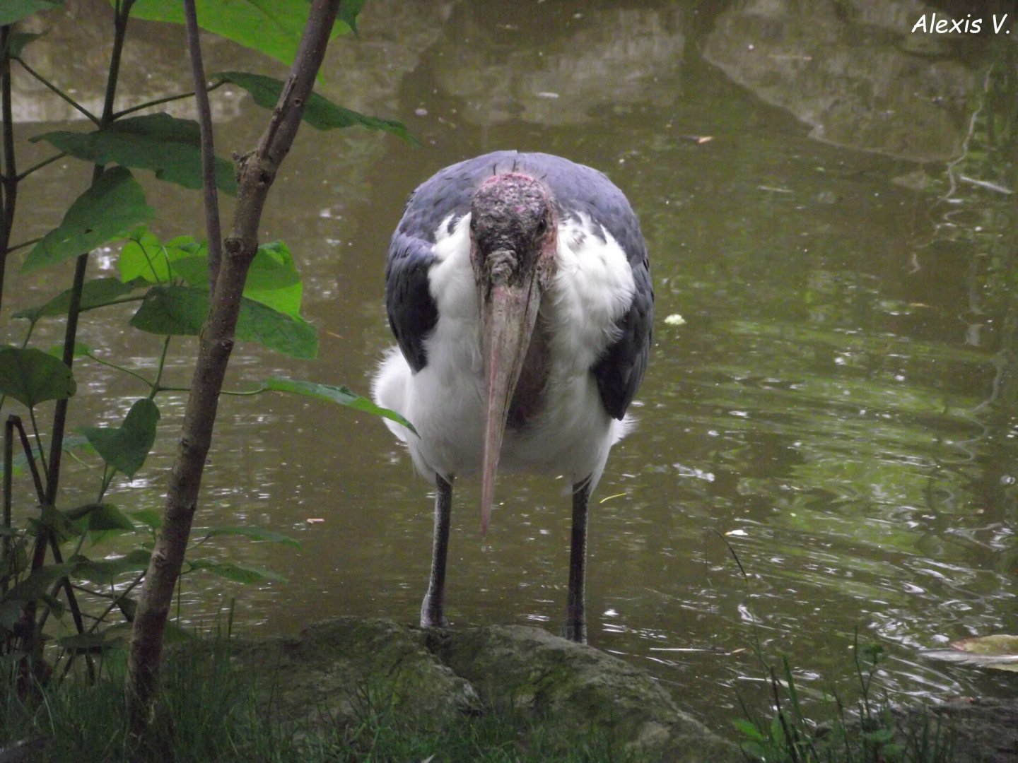 Marabou Stork - Zooparc de Beauval - 07/2020