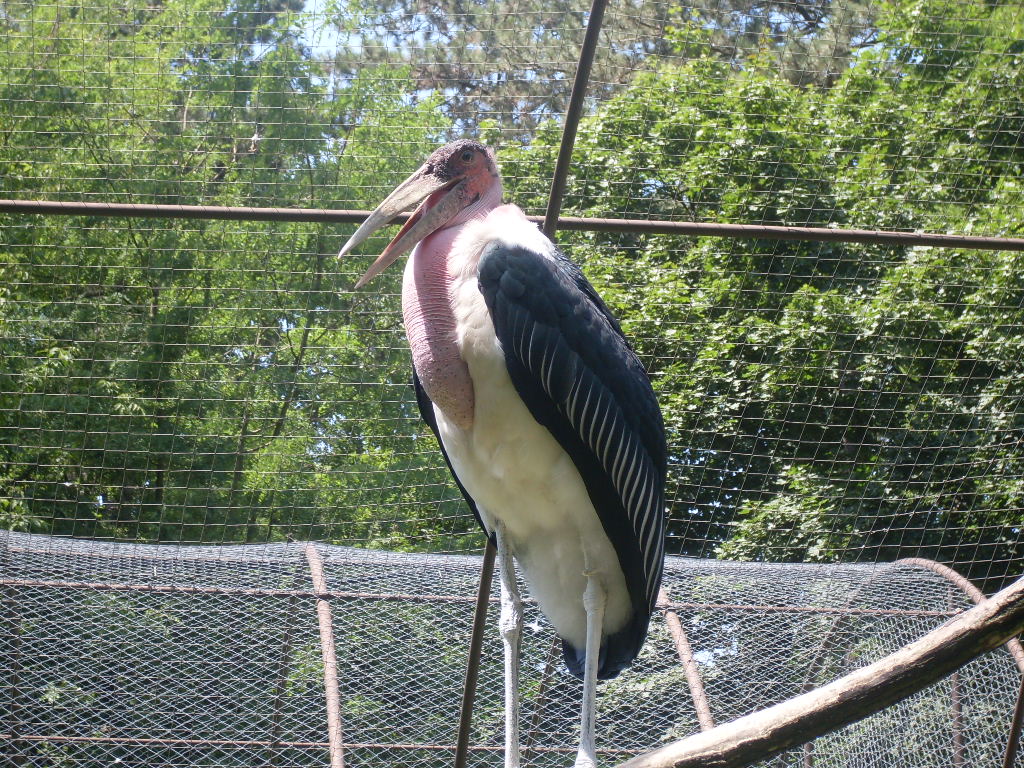 Marabou stork