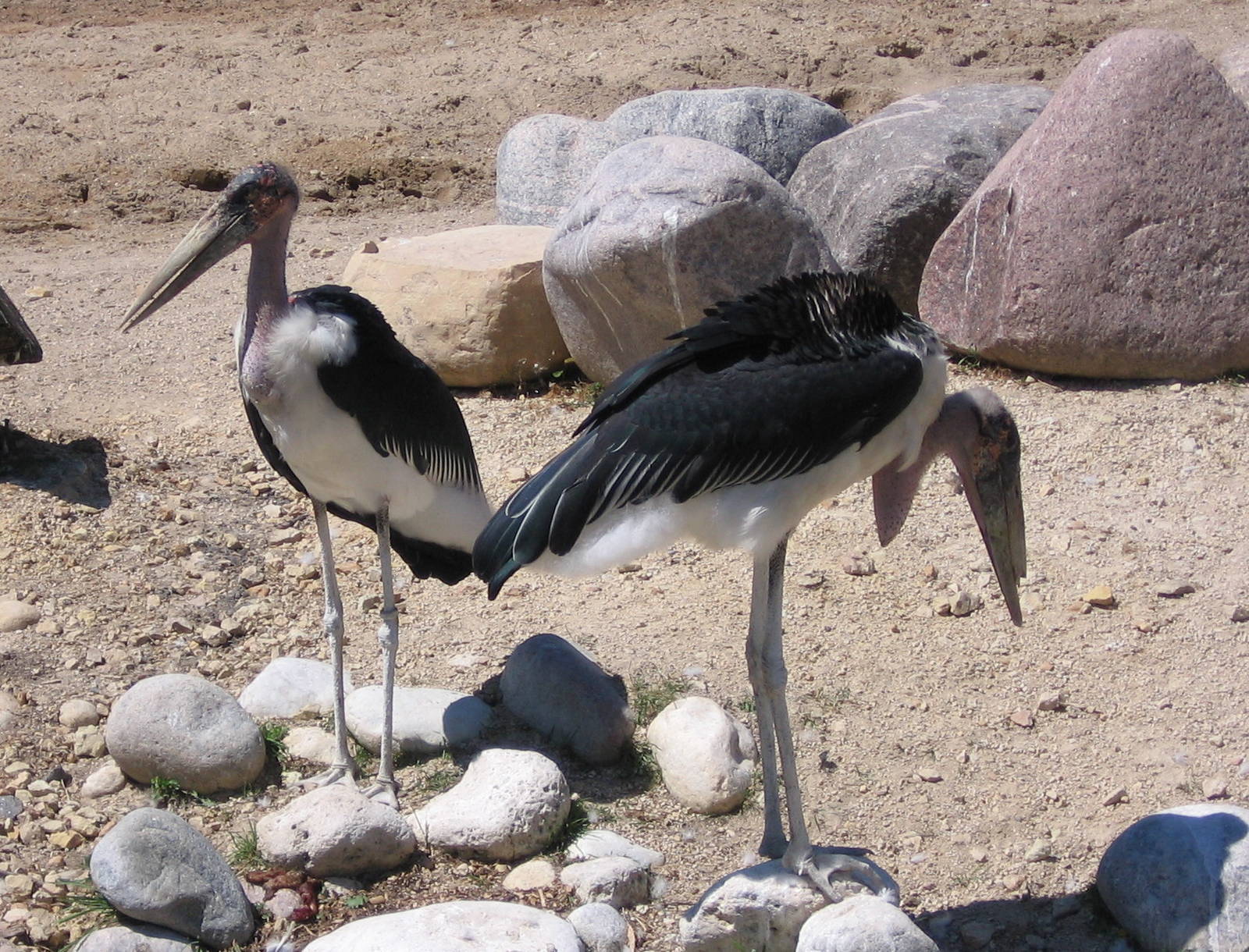 Marabou Stork