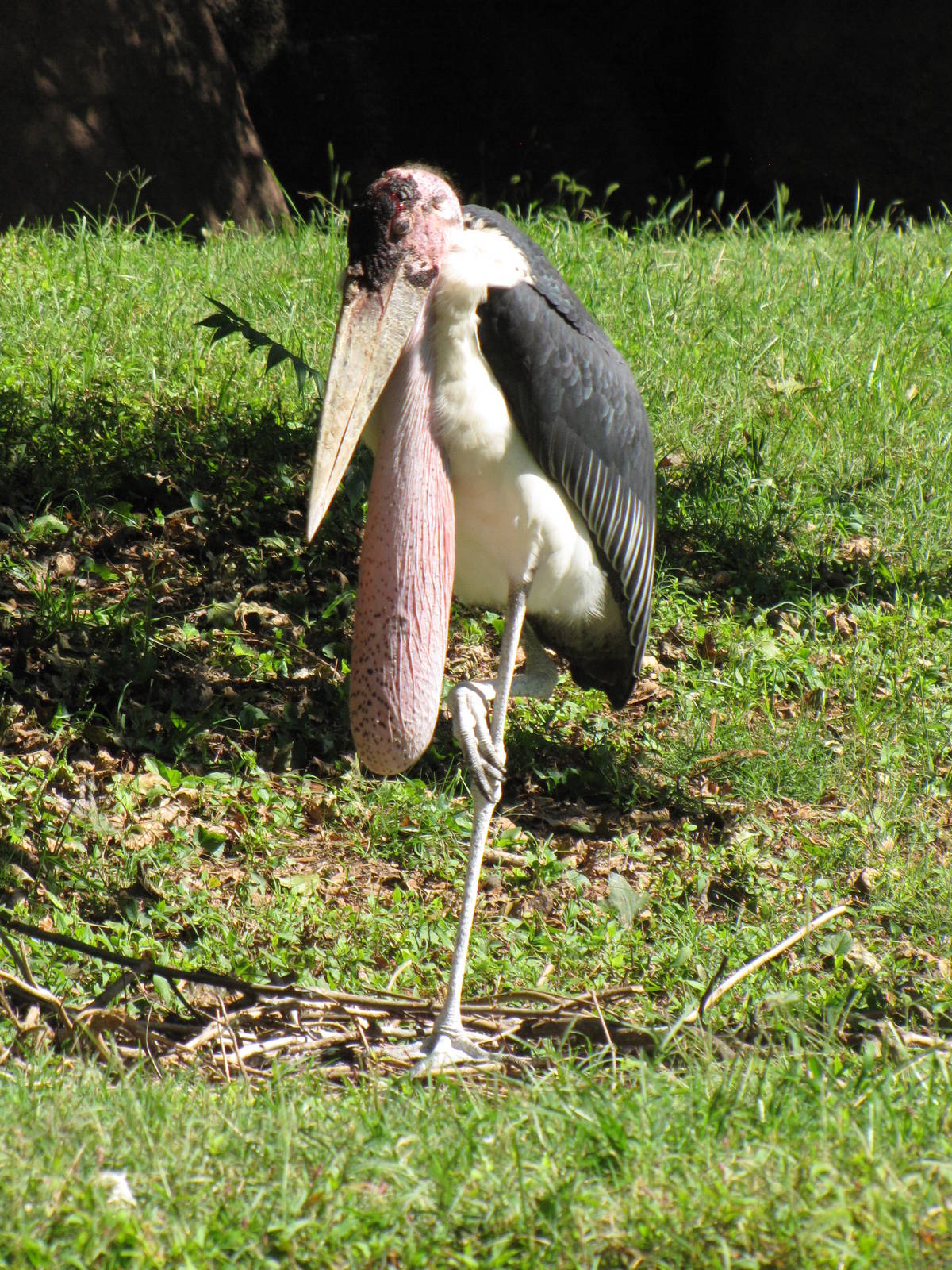 Marabou Stork